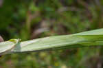 Awlfruit sedge